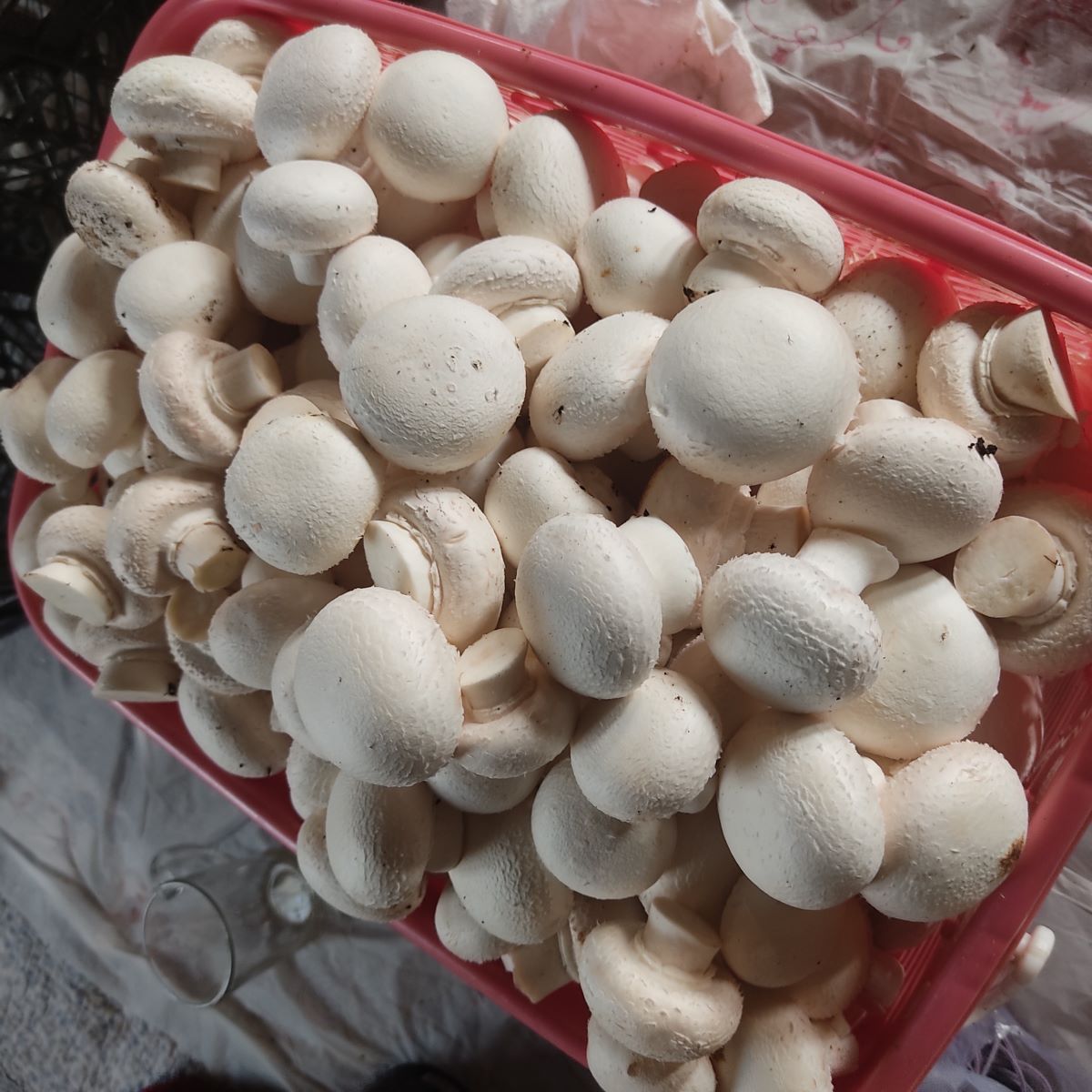 قارچ سوپر لوکس دکمه ای